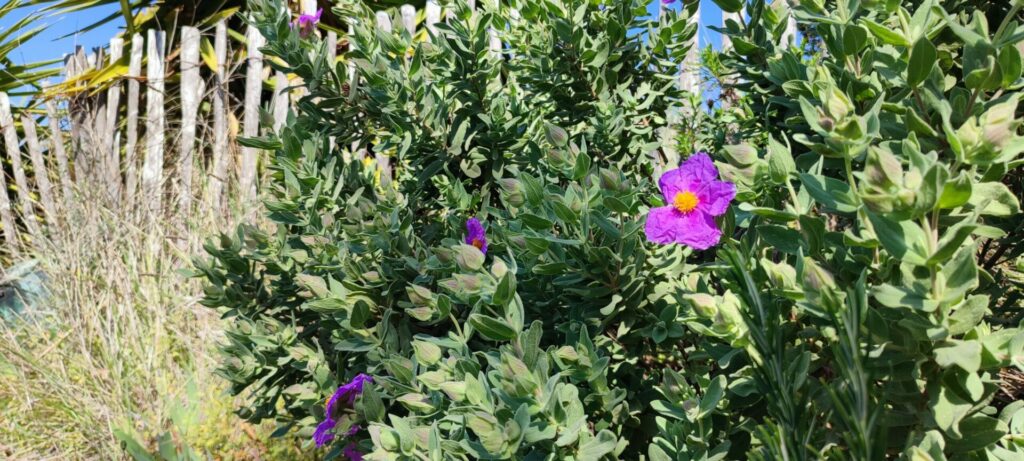 Plante de Provence ciste cotonneux