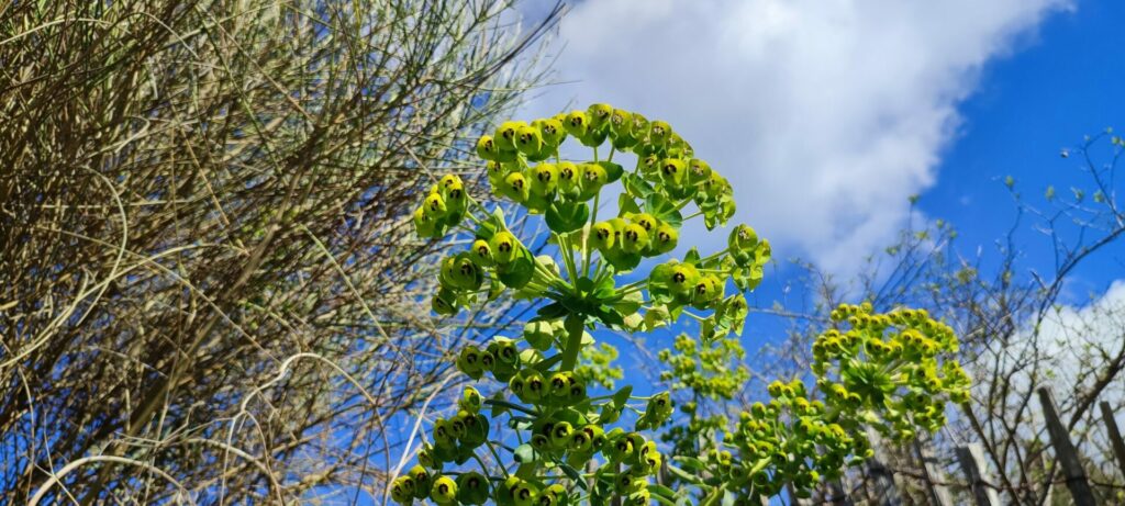 Euphorbe, plante méditerranéenne