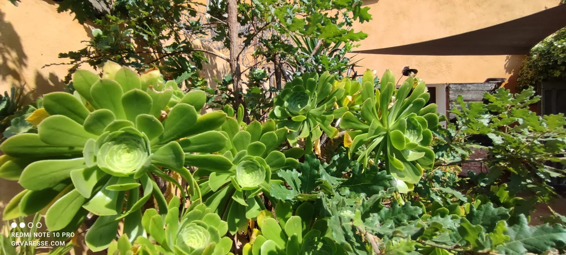 Aeonium vert avec ses rosettes de feuilles succulentes, posé dans un pot décoratif sur une terrasse de location de vacances, design et écologie.