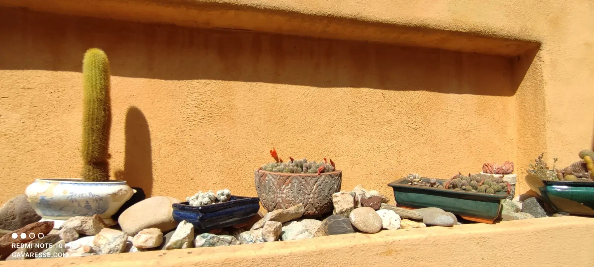 Gros plan sur un cactus aux formes sculpturales, mis en valeur sur une terrasse ensoleillée, symbolisant la flore résistante et l'écologie du Mas de la Gavaresse au Pradet.