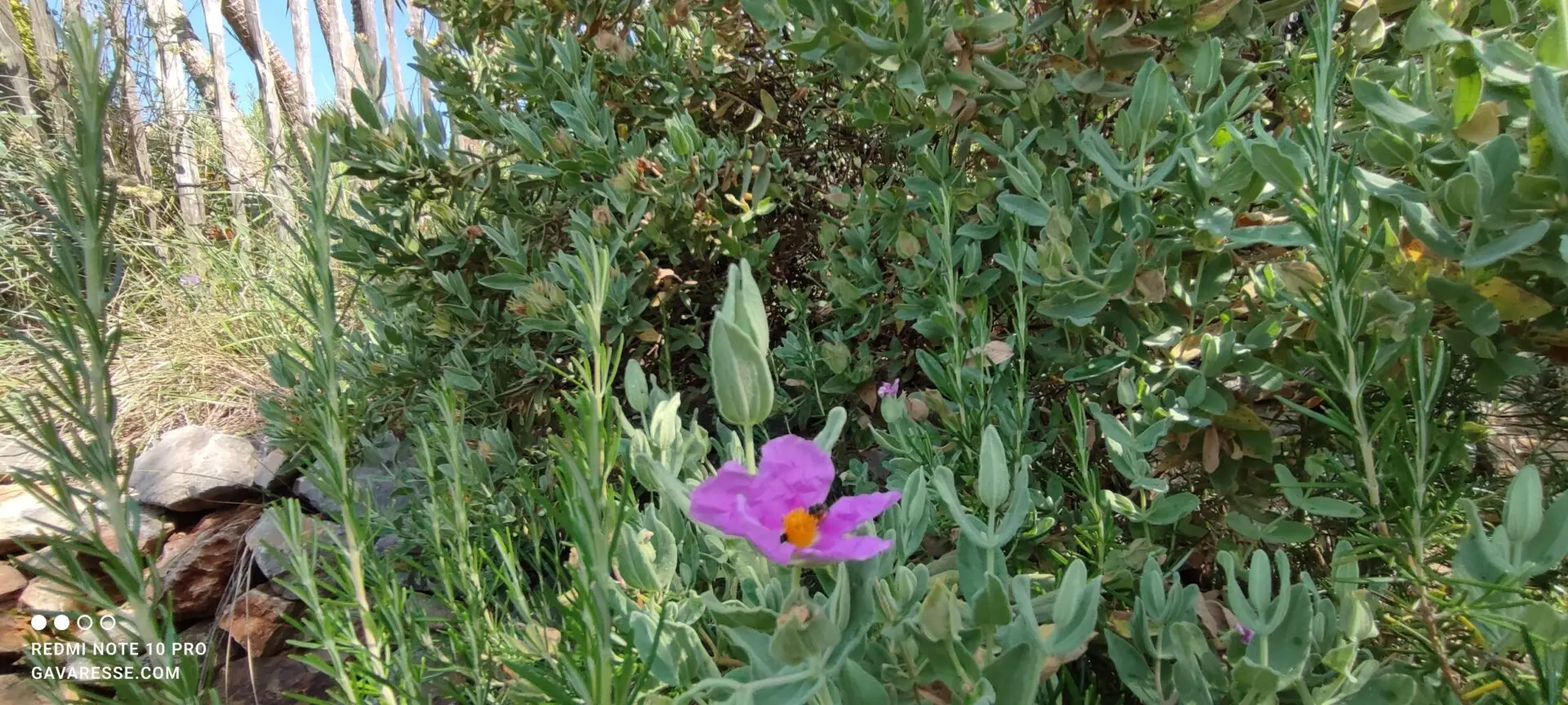 Fleur rose pâle d'un ciste cotonneux avec ses feuilles duveteuses, dans le jardin du Mas de la Gavaresse, flore méditerranéenne, écologie.