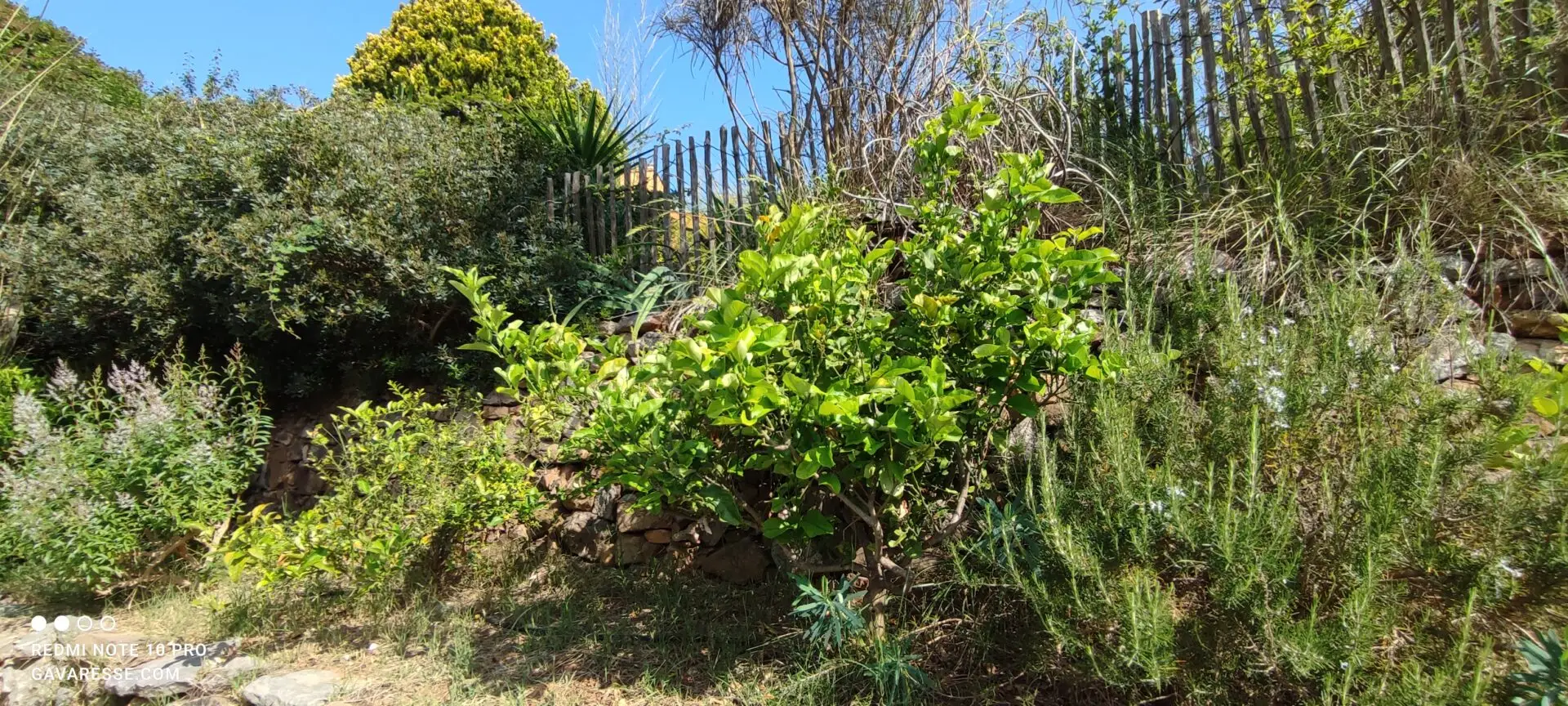 Citronnier avec des citrons mûrs et touffe de romarin en fleur dans le jardin méditerranéen du Mas de la Gavaresse, parfums de Provence, écologie.