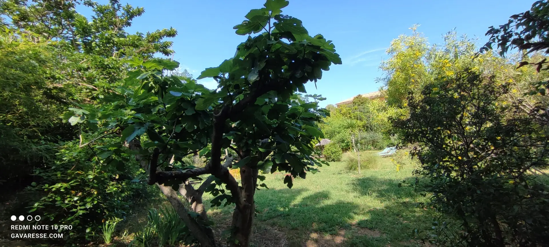 Gros plan sur des figues violettes mûres sur un figuier, feuilles vertes, fruits emblématiques de Provence, dans le jardin du Mas de la Gavaresse.