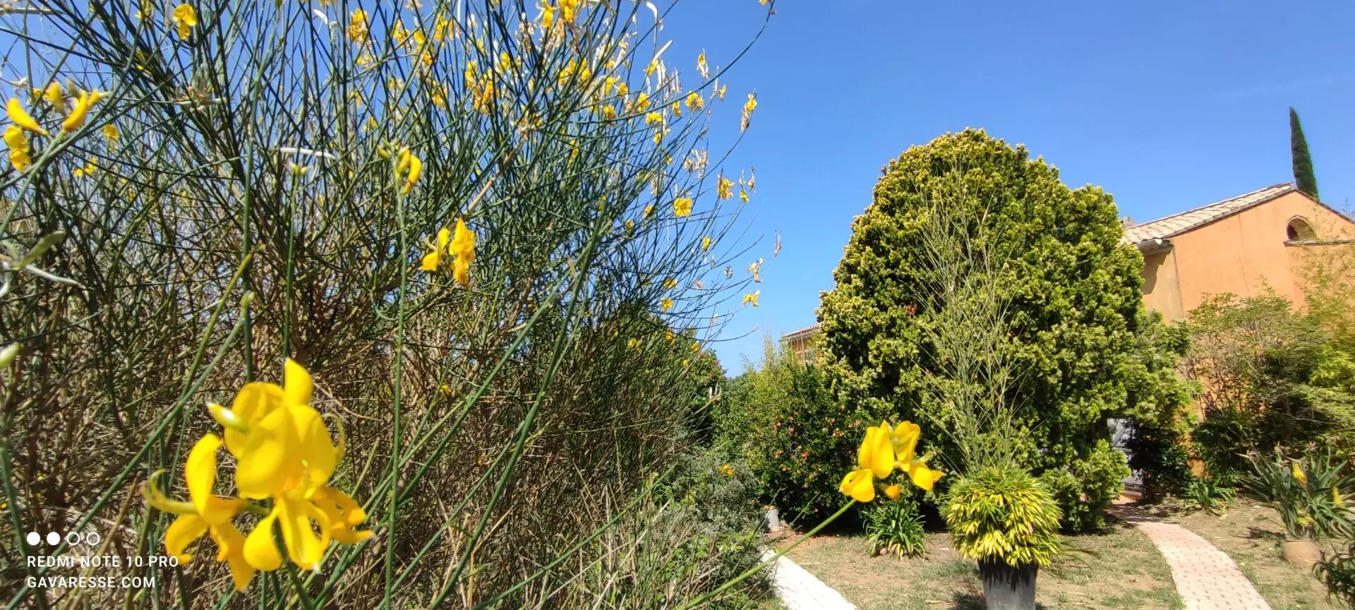 Arbuste de genêt couvert de fleurs jaunes vives dans le jardin du Mas de la Gavaresse, fleur méditerranéenne, couleurs printanières, écologie.