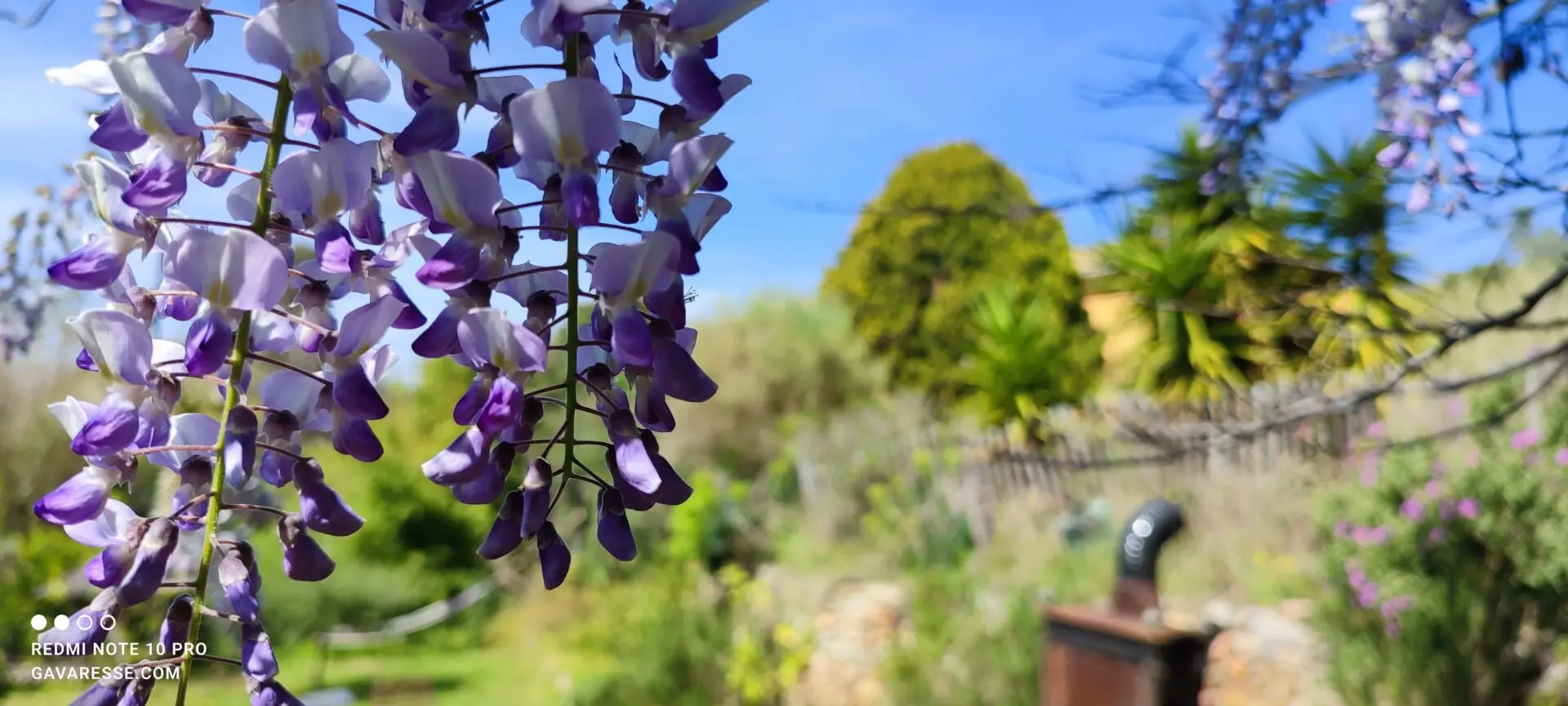 Gros plan sur des grappes de glycine violettes en fleur, tombant en cascade, évoquant le romantisme et le parfum printanier de la Provence.