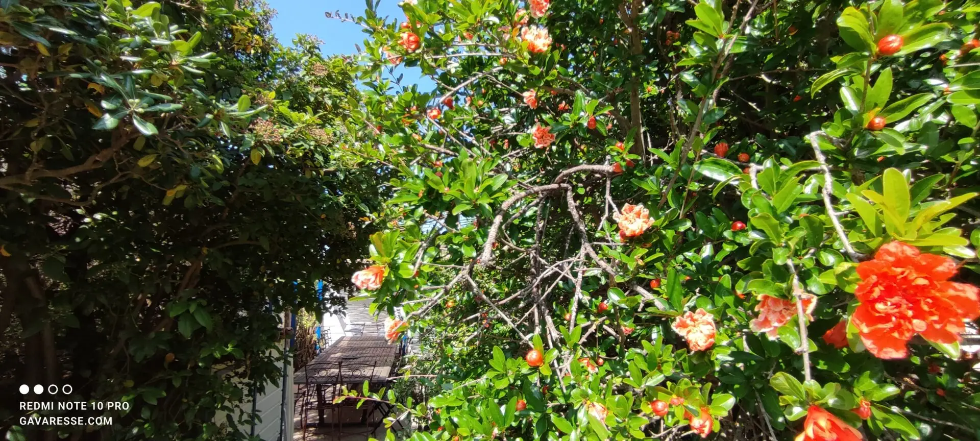 Gros plan sur les fleurs rouge orangé vif d'un grenadier en fleur dans le jardin du haut du Mas de la Gavaresse, beauté méditerranéenne.