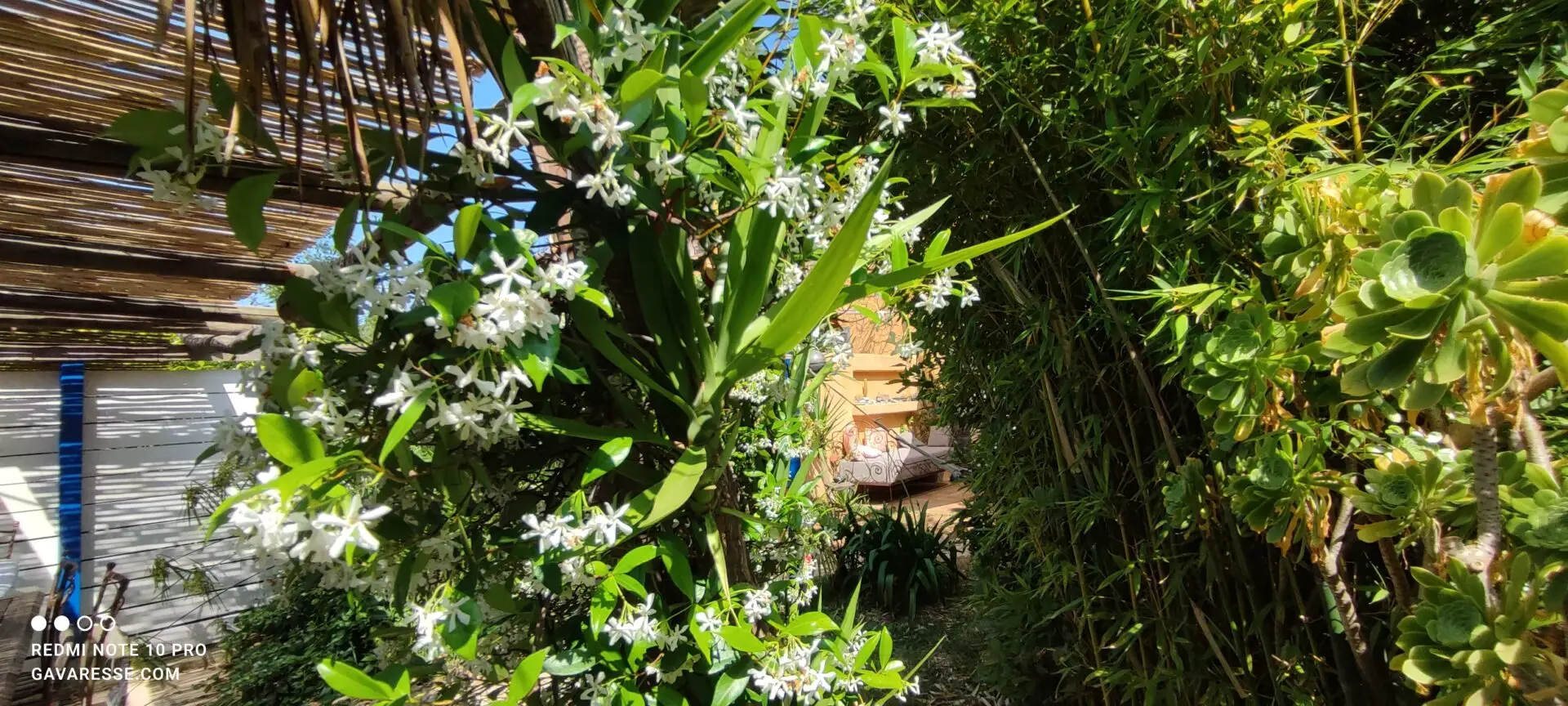 Plant de jasmin en pleine floraison devant une terrasse ensoleillée du Mas de la Gavaresse, fleurs blanches parfumées, ambiance méditerranéenne, quiétude.