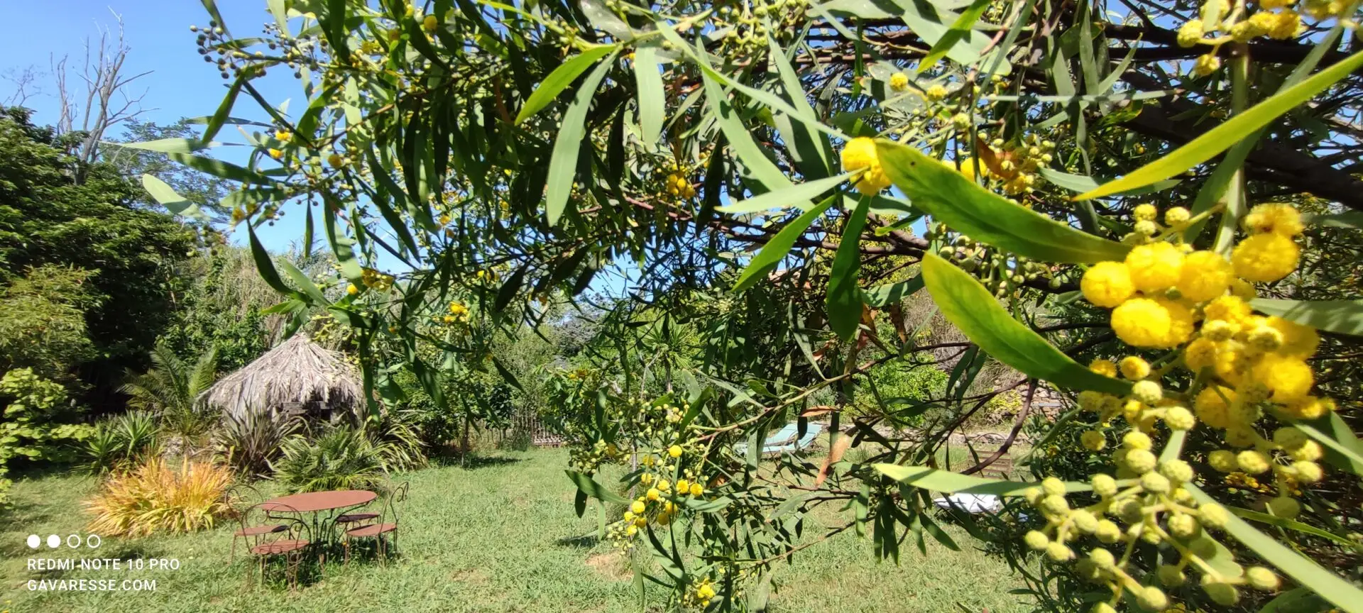 Branches de mimosas chargées de fleurs jaunes et duveteuses dans le jardin du Mas de la Gavaresse, symbole de l'hiver provençal ensoleillé.