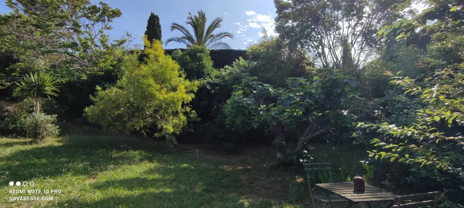 Scène hivernale ou printanière avec des mimosas en fleur et un figuier dans le jardin du Mas de la Gavaresse, mettant en valeur la diversité florale selon les saisons.