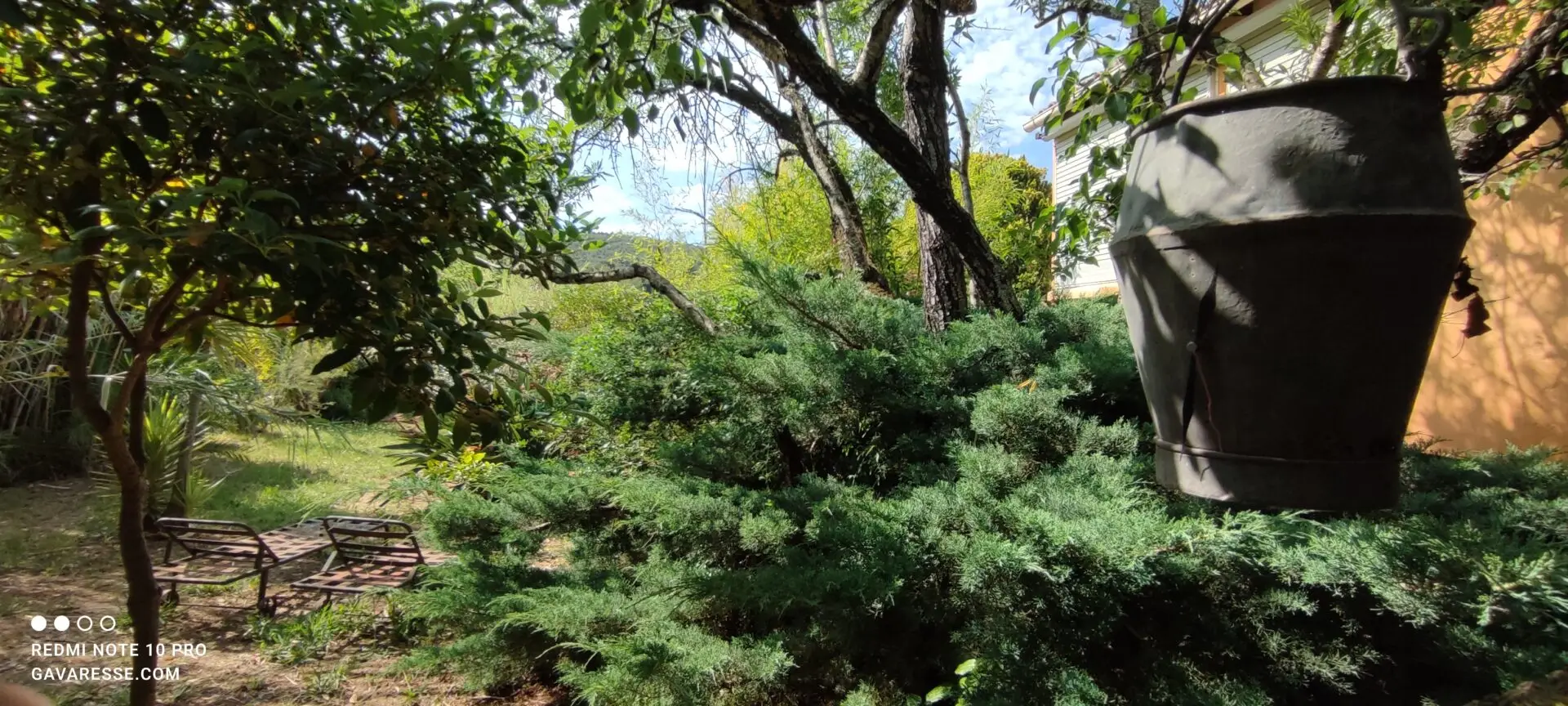 Ancien seau de puits en métal accroché dans un poirier du jardin du haut du Mas de la Gavaresse, élément décoratif rustique et authentique.