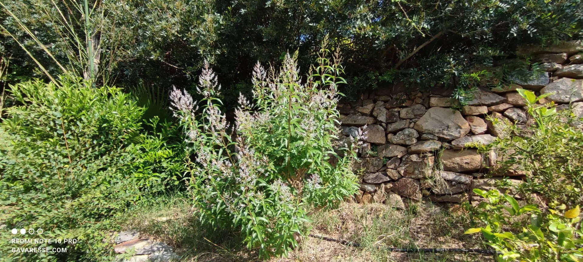 Feuilles vertes et délicates d'un plan de verveine citronnée dans le jardin du Mas de la Gavaresse, plante aromatique, bien-être, écologie.